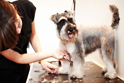 Servicio Peluqueria Canina 